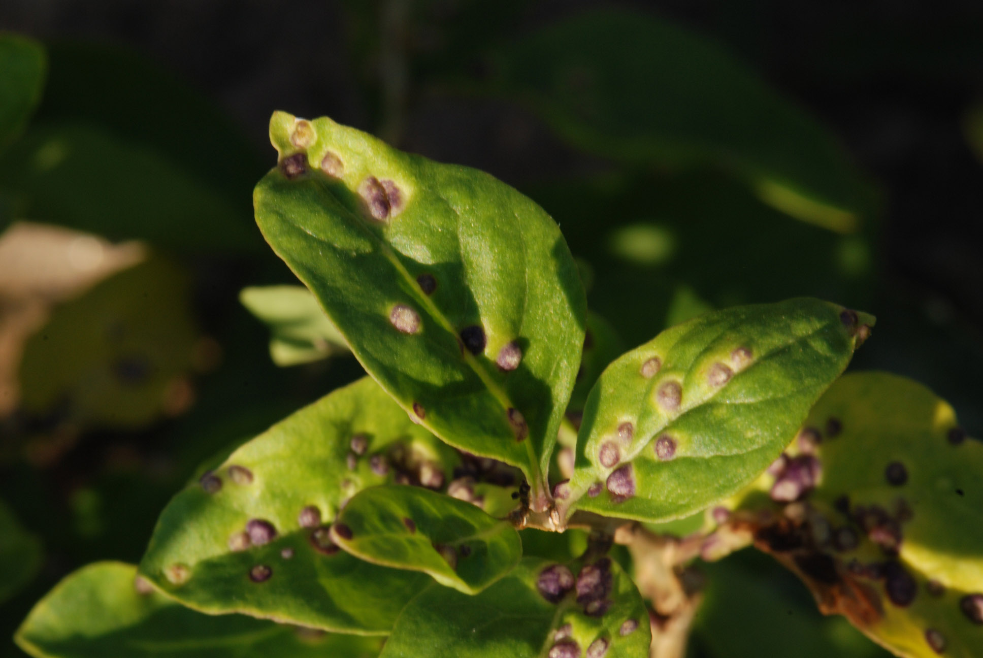galle su Lycium barbarum
